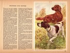 Vintage Pointer Irish Setter Print Robert Scholz Dog Wall Art Illustration 5883m