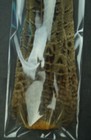 Hareline Whole Natural Ringneck Hen Pheasant Tail Feather Clump Fly Tying