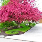 Crape Myrtle Tree Seeds Crepe  lagerstroemia Indica  Fast Lilac Flower Plant