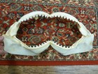 Sj30-53-10  22  Bull Shark Jaw Sharks Jaws T  th Carcharhinus Leucas Taxidermy