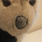 German Shepard Baby Puppy Avanti Baby Animals 1985 Plush Dog Applause 12 
