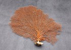 Red Orange Sea Fan Coral Echinogorgia Sp  1 Fan Approx  10-11  Inches 