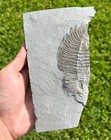 Rare Arctinurus Boltoni Trilobite Fossil Rochester Shale Middleport New York