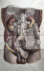 Rare 19th C Large Plate Engraving Trait   Complet De L anatomie De L homme 1836