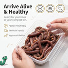 Live Panfish European Nightcrawlers Composting Worms Fishing Worms