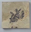 Attachment  Cardiospermum Coloradensis  balloon Vine  Leaf Fossil Bonanza Utah