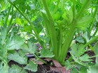 Tendercrisp Celery Seeds  Non-gmo  American Green  Stringless  Free Shipping