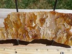 Tcr Regency Rose Plume Agate jasper lapidary Polished Slab 165 Grams