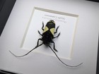 Framed Longhorn Beetle Taxidermy  Phosphorus Virescens Entomology Wall Decor