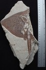 Pararaja Expansa - Very Rare Stingray Missing Half - Cretaceous Fossils Lebanon