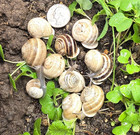 5     Live Milk Snails  Land Snails  Assorted Sizes colors  Free Snail Chow     