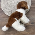 Animal Alley St Bernard Puppy Dog Plush 11  Realistic Stuffed Animal Toys R Us