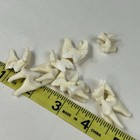 Lot Of 10 Real Coyote Molars Teeth Taxidermy Art Weird Odd Project Unqiue   3688