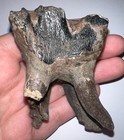 Huge Ice Age Fossil Coelodonta Lower Molar Tooth 3 07 Inches 