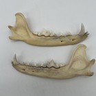 Coyote Jaw Bone Taxidermy Pair W teeth Cleaned For Display Or Education Fastship