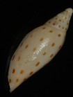 065 Scaphella Dubia 60mm Top Grading Important Natural Seashell Rare Beauty