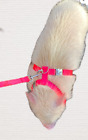Pig Harness Heavy Duty Metal Buckle With Leash All Sizes Hand Made