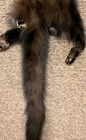 Just Tanned Fisher  Soft Silky Fur Hide pelt craft  Cabin   wild Country Leather