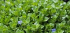 50 Bacopa  Live Aquarium Plants Planted Tank Beginner Plant  Aquascaping