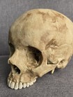 Realistic Human Skull Replica