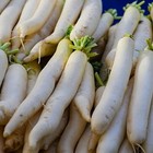 Miyashige Daikon White Japanese Radish Seeds   Heirloom   Free Shipping   1096