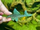 High Quality L128 Blue Phantom Pleco 5-7  - Usa Breeder
