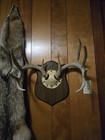 159  Real 10 Whitetail Deer Antlers Set Wild Wisconsin Horns Skull Plaque Mount