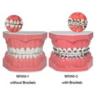 Dental Typodont Orthodontic Teeth Model With Brackets Brushing Flossing Practice