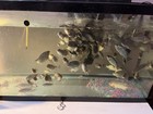 Blue Talapia  oreochromis Aureus fingerlingsl 1    Fish Food Guaranteed  Alive