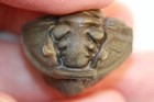 Flexicalymene Retrorsa Trilobite From Brown County  Ohio