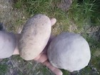 Crab Fossil Concretions