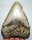 Megalodon Shark Tooth Real Fossil - 4 16    Shark Teeth No Restorations Natural
