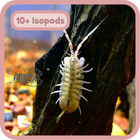 Pod Pack - Freshwater Isopods  Scuds  Ostracods  Daphnia  Copepods  Chlorella