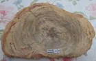 Petrified Wood Slab Polished 1 1 Kgs