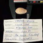 Cypraea Spurca Shell 26 8mm Malta 1981 5m Deep  s239 