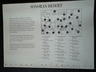 Scott  3293 Sonoran Desert Pane Of 10 33   Stamps  1999 