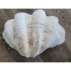 Vintage Coastal Giant Clam Shell