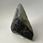 Megalodon Shark Tooth 4 78 Inch - Authentic - Wide Fossil - Real Teeth 20058