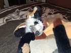 Plush Handmade Bat-eared Fox  stuffed Animal 