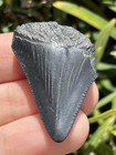 Natural Beautiful 1 49    Megalodon Tooth Fossil Shark Teeth