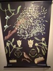 Jung Koch Quentell Plant Print 1972 School Wall Picture Hagemann Germany