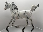 Peter Stone Custom Arabian Yearling Leopard Appaloosa 