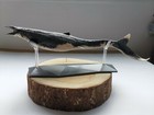 Pnso Mosasaurus Model Mosasauridae Dinosaur Animal Toy Collection Gk Gift Toy