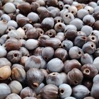 Job s Teardrop Beads Natural Color From South America Rainforest  Size 6-10mm