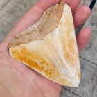   Rare   South Pacific Ocean Megalodon Shark Tooth  Fossil Teeth Location 3  5 