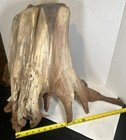 Driftwood Cedar Root Stump Taxidermy Beautiful Big Heavy Send Offer With Zip