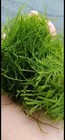 Healthy  Pest Free  Java Moss