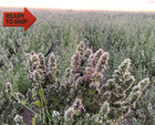 Premium Whole Catnip Buds For Cats   Organic  Usa-grown  Fresh   Potent   Natur