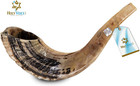 Kosher Ram Shofar Horn From Israel 12   -14 Traditional Half Polished Ram Shofa