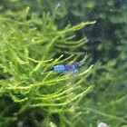 Java Moss Live Aquarium Fish Tank Plant 2oz Portion Tank Grown